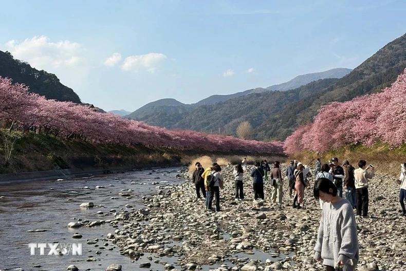 [Photo] La ville de Kawazu, au Japon, est une ville aux cerisiers en fleurs, photo 1