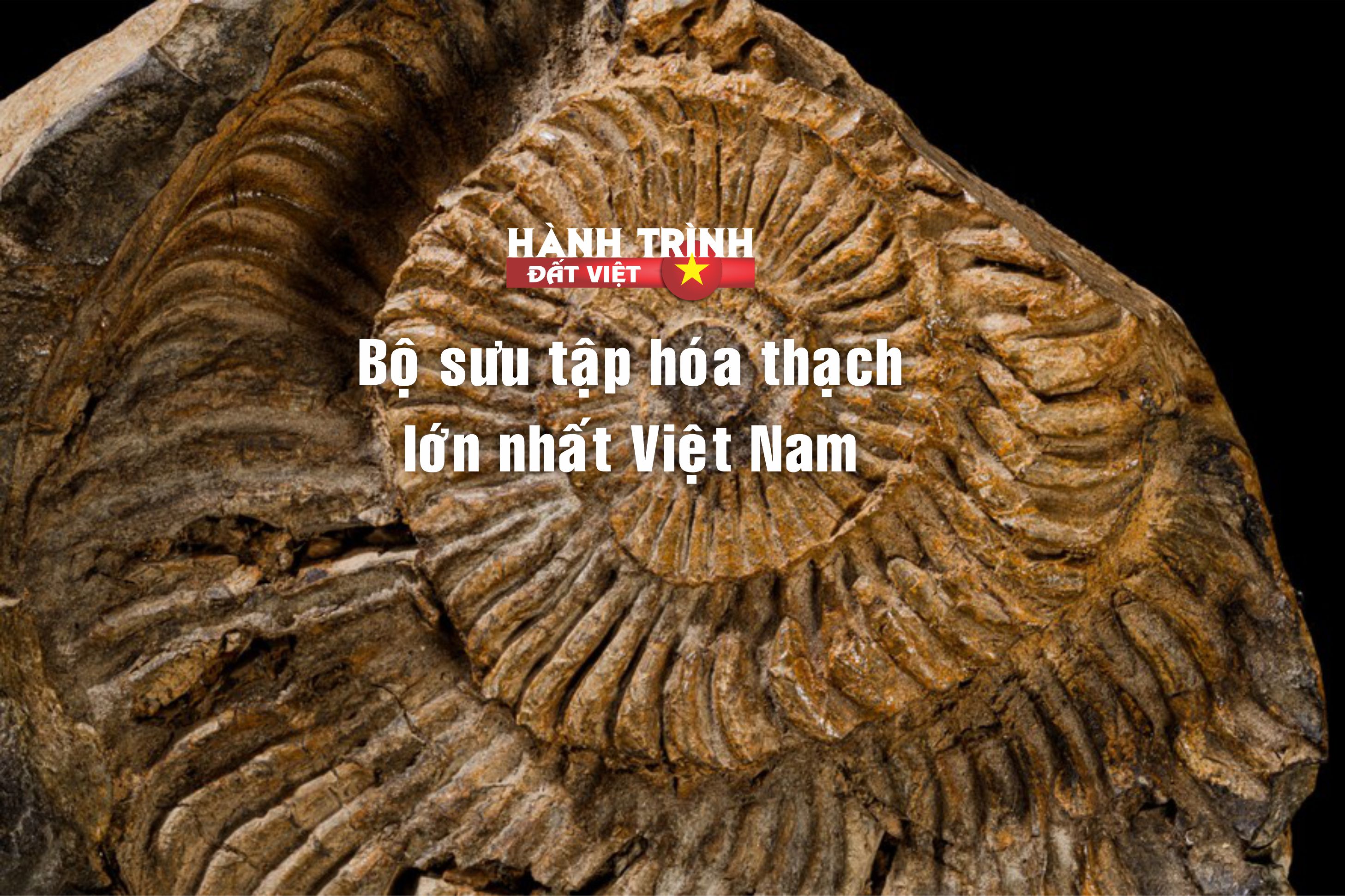 The largest fossil collection in Vietnam