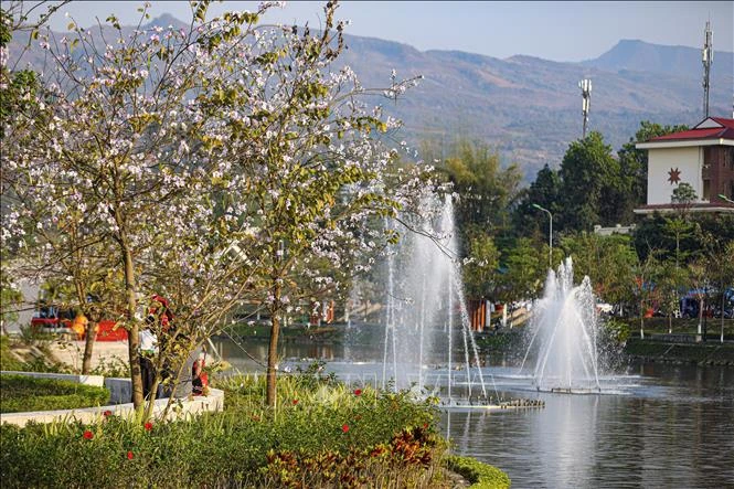 [Photo] La ville de Dien Bien Phu est d'une beauté romantique aux couleurs des fleurs de Ban photo 6