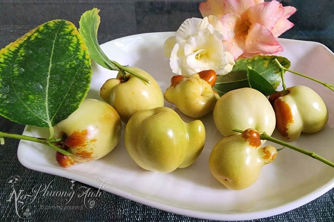 Jardín en azotea de 150 m2: cientos de variedades de lirios en flor, limones tan grandes como pomelos (foto 18)