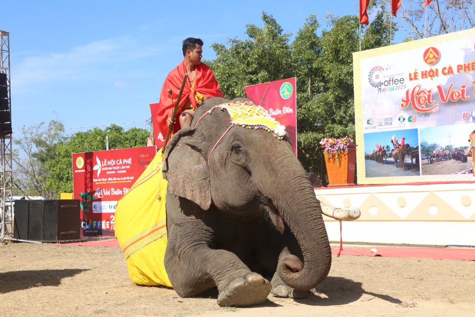 The elephant is very affectionate with its purebred mahout.