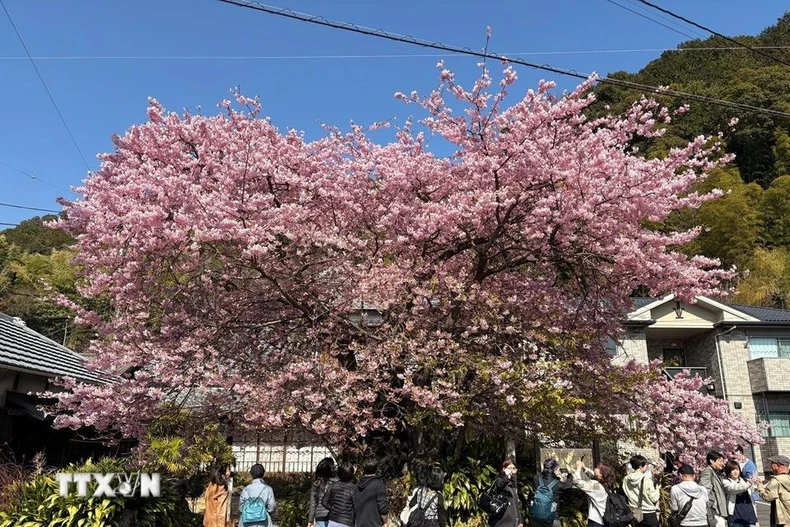 [Photo] La ville de Kawazu, au Japon, est une ville aux cerisiers en fleurs, photo 6