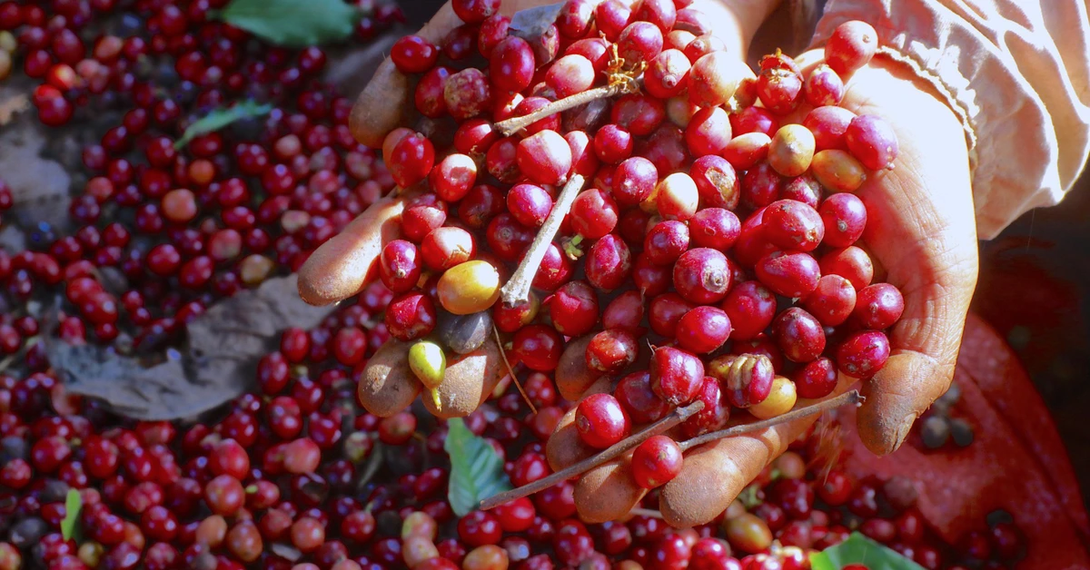 Two more containers of 'deforestation-free' coffee exported to the US