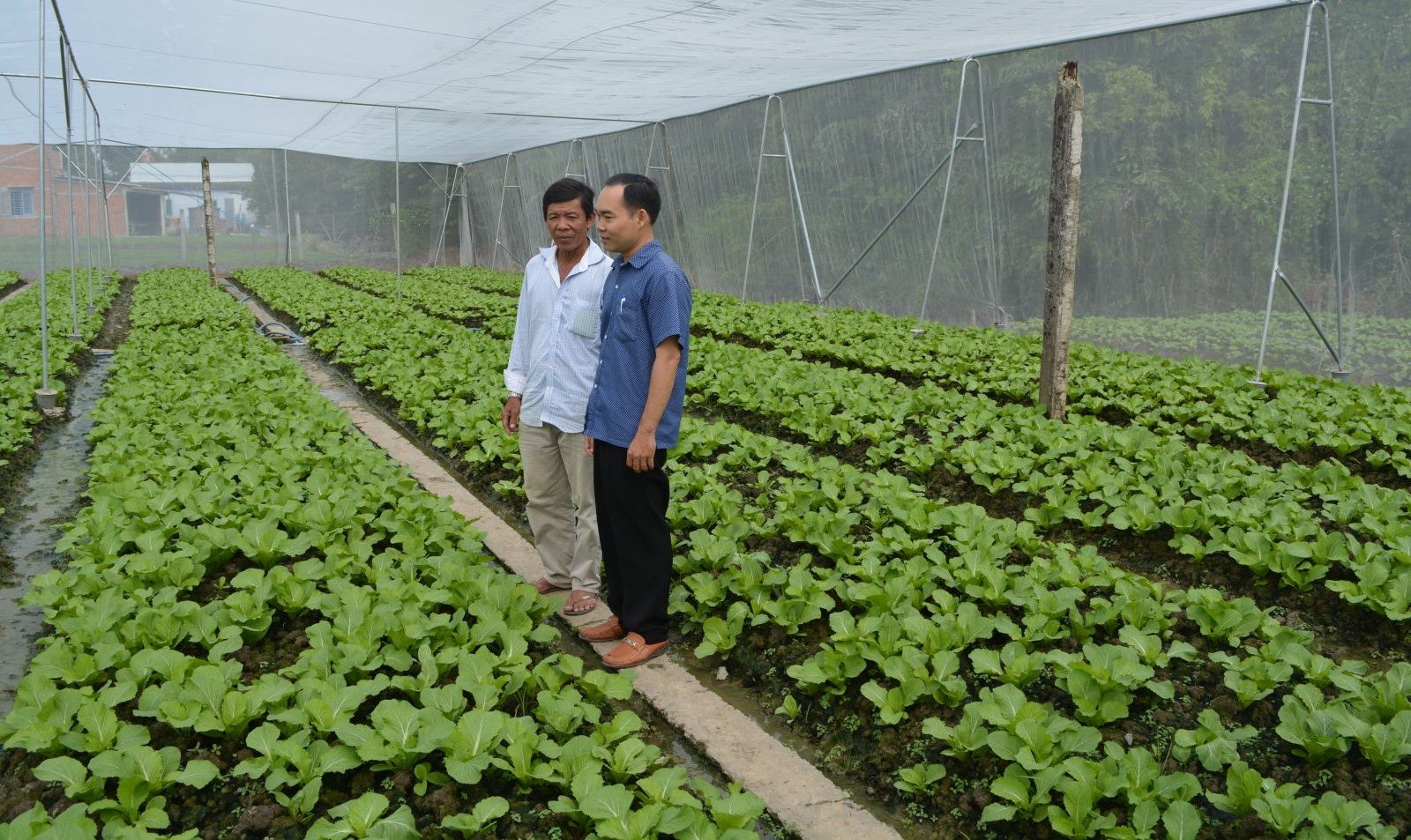 Rau sạch nhiều tiêu thụ khó khăn, giá xuống thấp chưa từng có nông dân kêu trời ở huyện Cần Giuộc (Long An) - Ảnh 1.