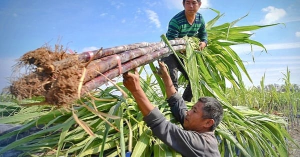 ហេតុអ្វី​បាន​ជា​ស្ករ Quang Ngai កំណត់​ទិសដៅ​ប្រាក់​ចំណេញ​ក្នុង​ការ​កាត់​បន្ថយ 25% សម្រាប់​ឆ្នាំ 2025?