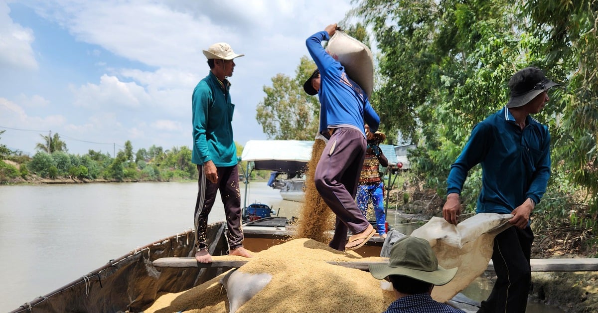 Banks prioritize capital for businesses to buy winter-spring rice