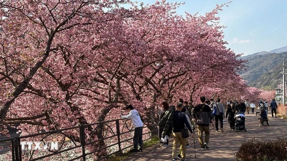 [사진] 일본 가와즈의 화려한 벚꽃 마을