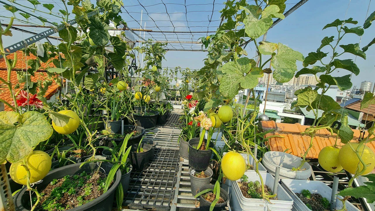 Jardín en azotea de 150 m2: cientos de variedades de lirios en flor, limones tan grandes como pomelos (foto 13)