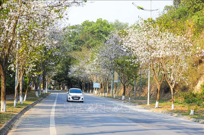 [Photo] La ville de Dien Bien Phu est d'une beauté romantique aux couleurs des fleurs de Ban photo 1