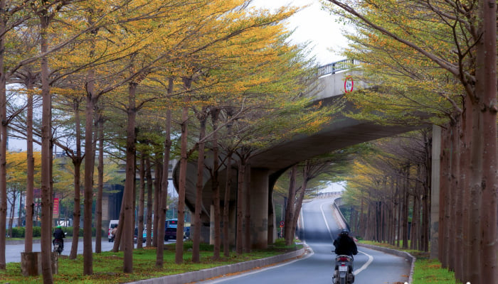 Bewundern Sie die leuchtend gelbe Farbe der kleinen Banyan-Blätter in den Vororten von Hanoi