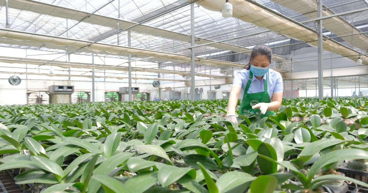 Hanoi will have a high-tech agricultural center.