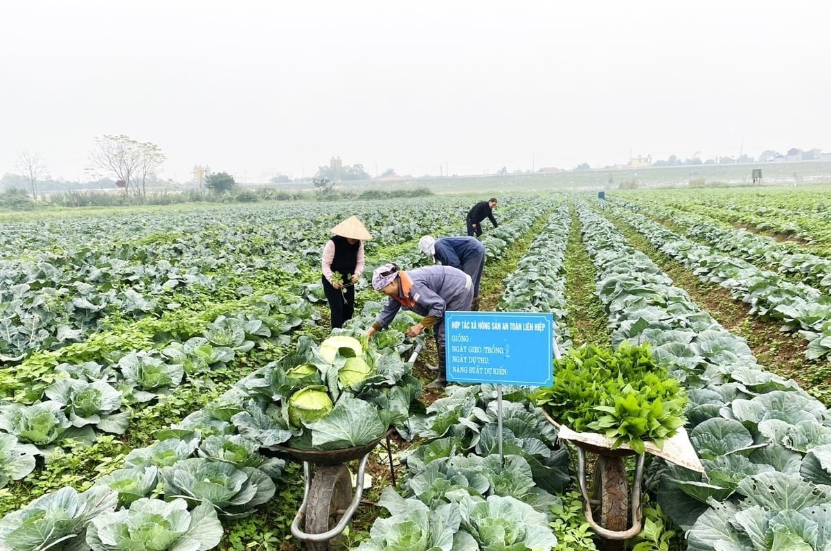 Nhờ kiên trì sản xuất rau an toàn, sản phẩm của HTX Nông sản an toàn Liên Hiệp thuận lợi đi vào các cơ quan, trường học, bếp ăn tập thể. Ảnh: Trung Quân.