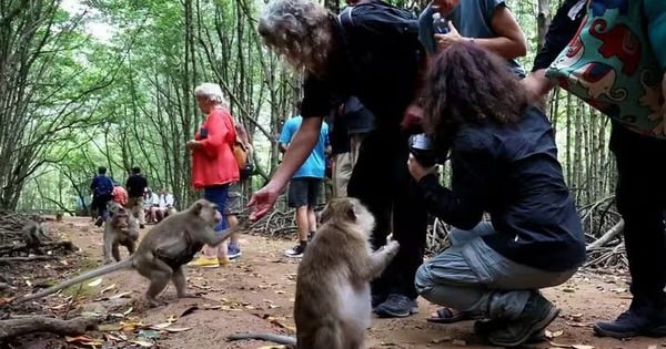 Vô một khu rừng um tùm cách TP HCM 50km thấy khỉ đuôi dài động vật hoang dã ngồi la liệt