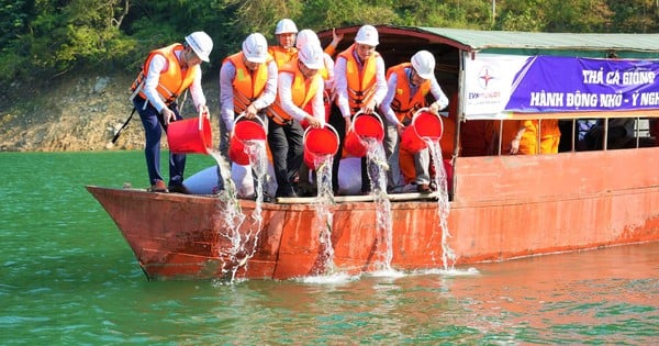 50,000 fish fry released into the largest hydroelectric reservoir in the North Central region in a district of Nghe An