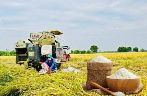 Rice price today March 14: Turning down slightly