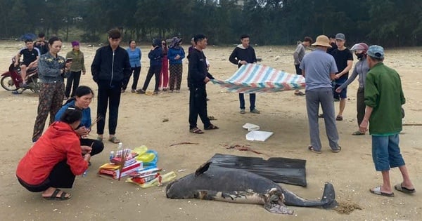 Ein riesiges Meerestier mit einem Gewicht von 100 kg wurde in Ha Tinh an Land gespült, die Einheimischen taten dies sofort