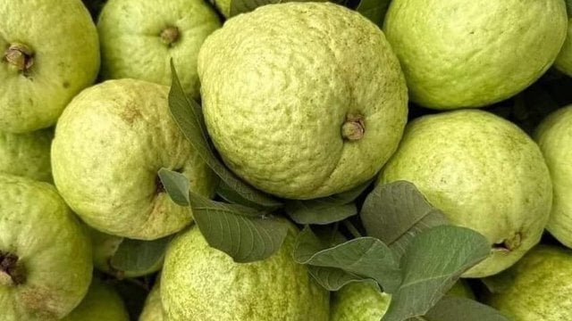 Eating guava every day properly is especially beneficial for health.