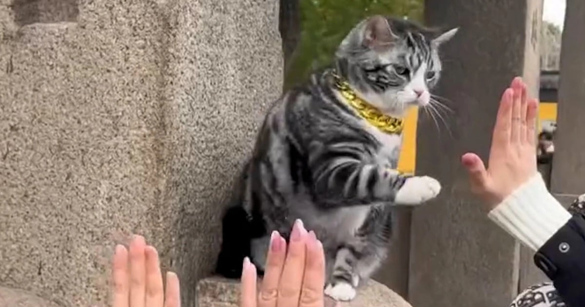 China: Hundreds of people line up to wait for… “blessed” cats