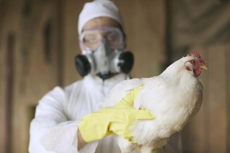 India warns of bird flu outbreak