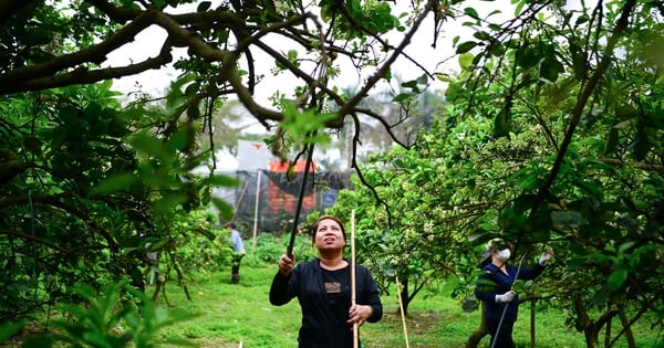 Bauern vermitteln die beste Grapefruitsorte in Hanoi