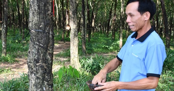 Planting 70 hectares of rubber trees, earning 8 billion/year, what does the billionaire from Binh Phuoc say about the Prime Minister's Decision 517?