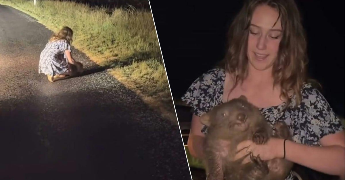 Una estrella de Internet que abraza a un koala bebé causa indignación y el gobierno australiano interviene.