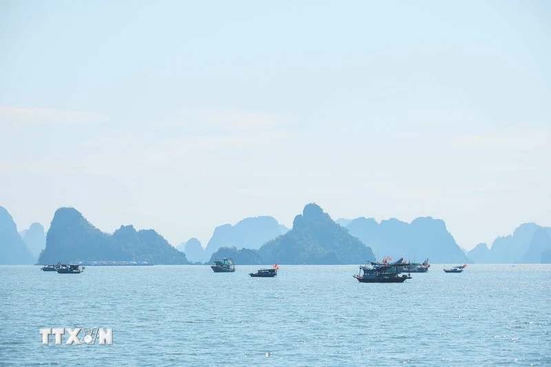 Baie d'Ha Long : plantation pilote de plantes rares et endémiques