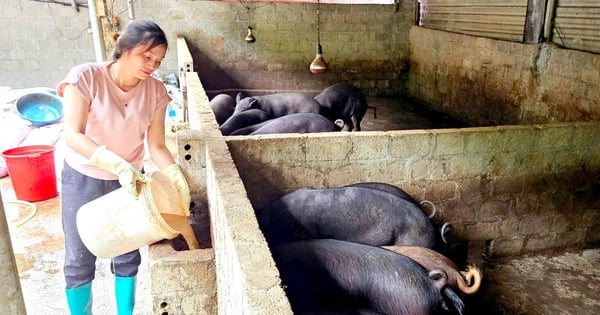 El cerdo negro, un cerdo especial, ama comer hojas de plátano, criado con éxito en Ha Giang, solo diga "vender" y se vende todo.