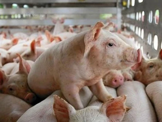 Pig price on March 14, 2025: Price decreased in some localities in the North and Central regions