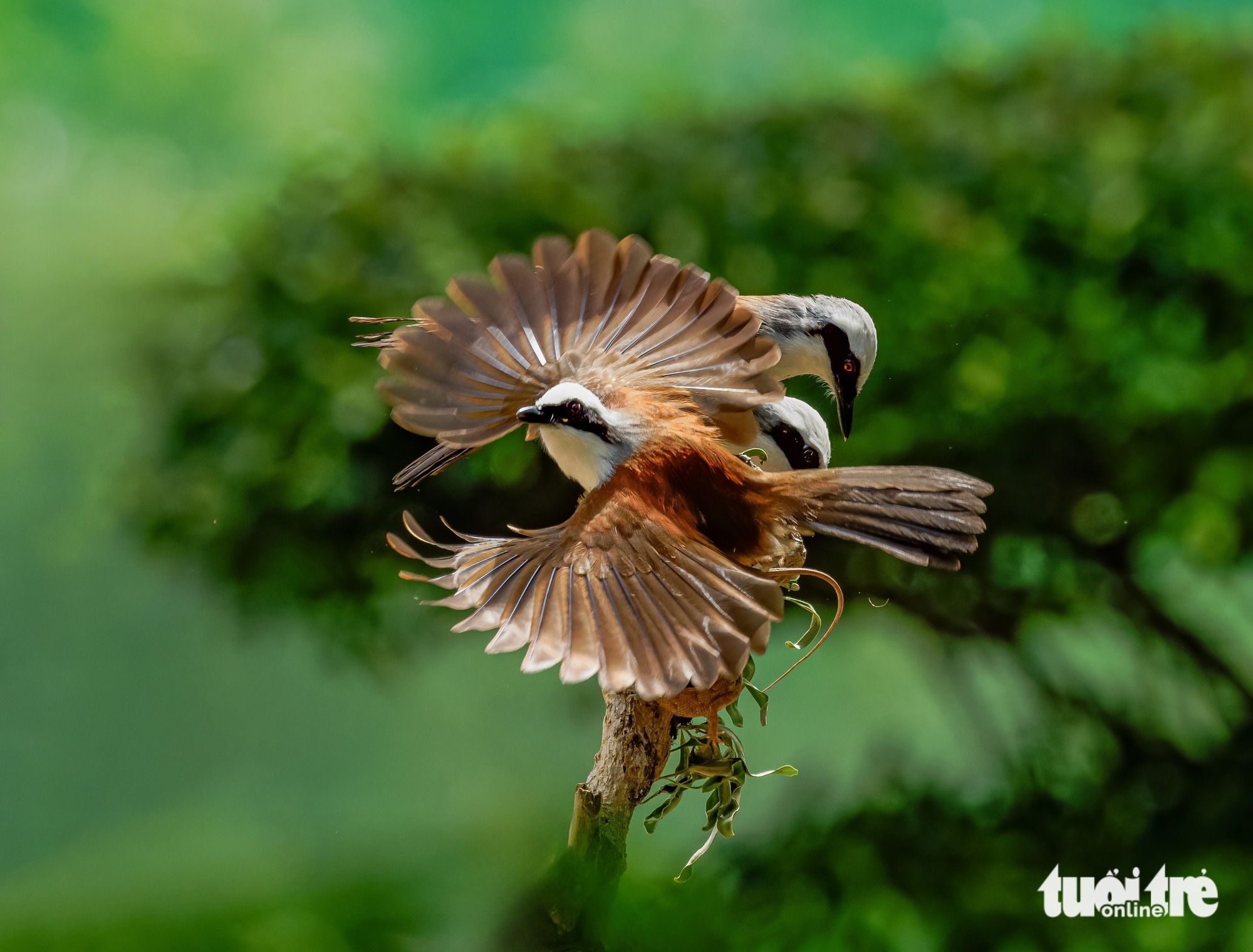 Aller au zoo en mars, histoire intéressante sur la photographie d'oiseaux