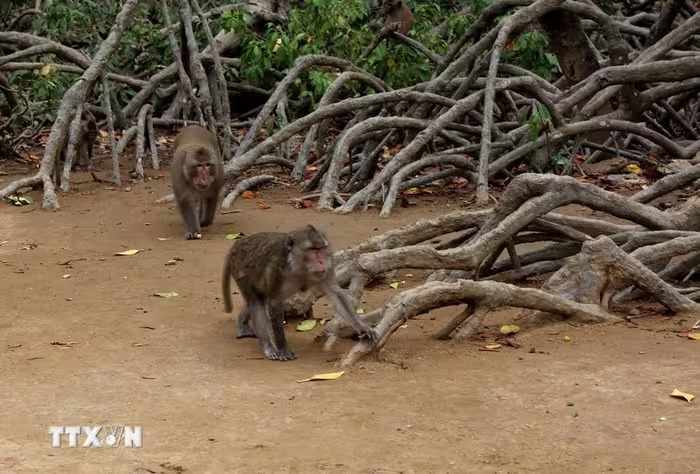 Cách trung tâm TP HCM 50km có khu rừng um tùm, la liệt một loài động vật hoang dã, dân tình tha hồ chụp hình - Ảnh 3.
