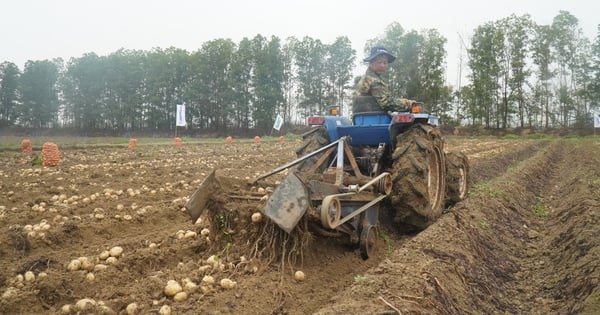 Cultivando patatas con alta tecnología, los agricultores de Bac Ninh obtienen grandes beneficios; la productividad alcanza entre 36 y 40 toneladas/ha.