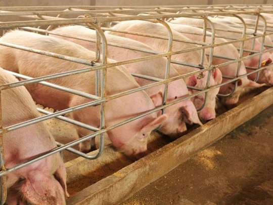 Pig price on March 13, 2025: North and Central regions slightly decreased