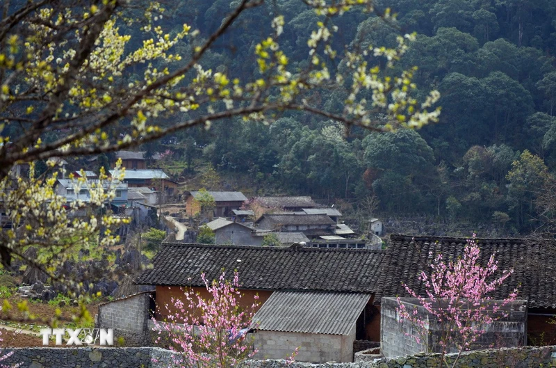 ハザン：「花咲く岩山」に春の彩り