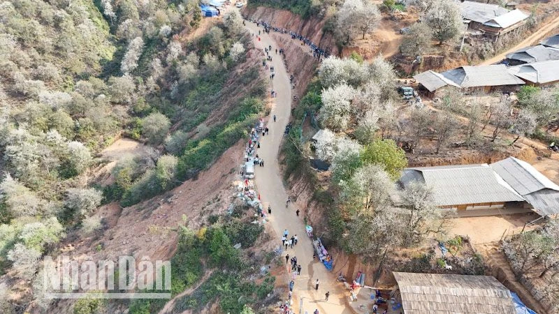 Thousands of people attend the Hawthorn flower festival in Ngoc Chien commune