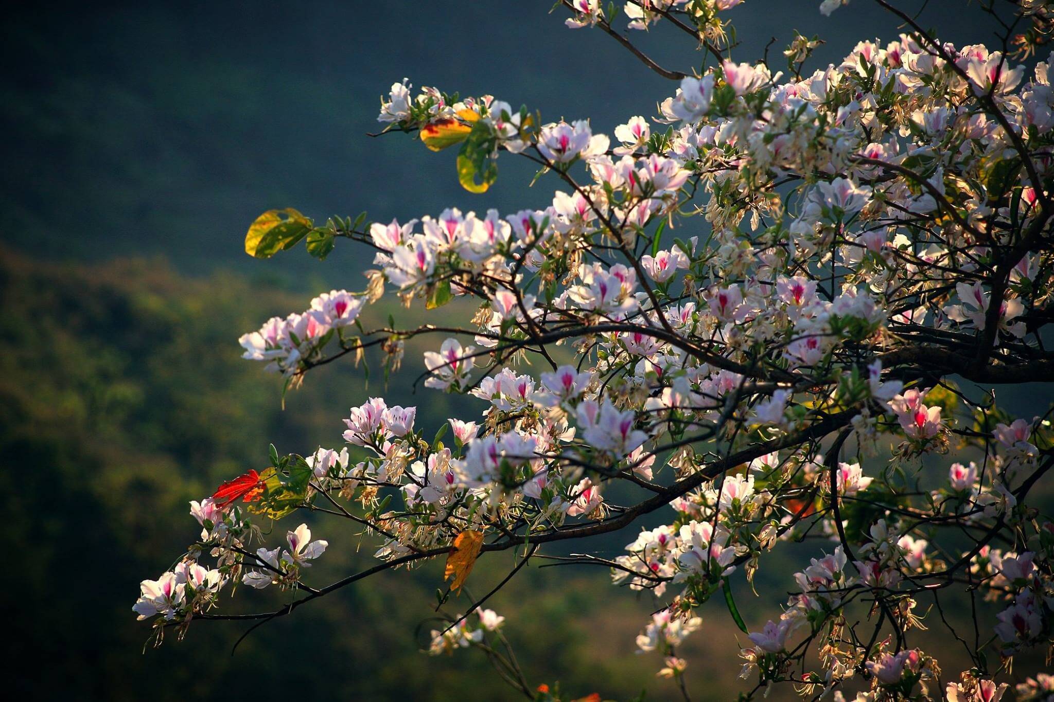 Découvrez la charmante forêt ancienne de fleurs de Ban au milieu du pays de Nam Cam en mars