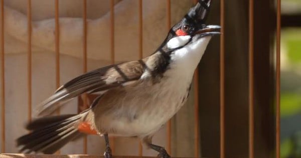 A business wants to organize a contest for singing ornamental starlings, Hue City rejects the proposal, requests clarification of an issue