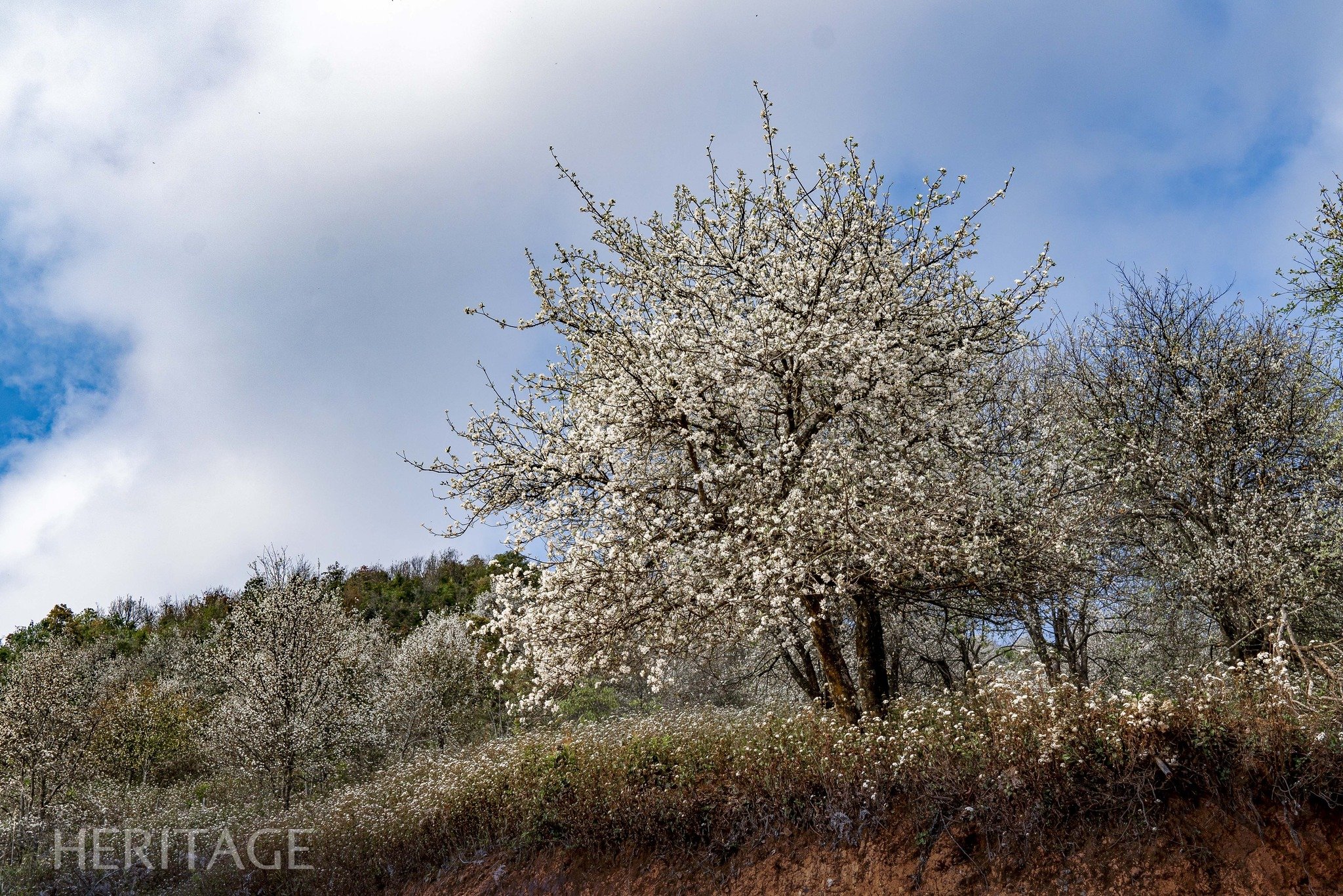 Nam Nghiep is covered in white color of hawthorn flowers.