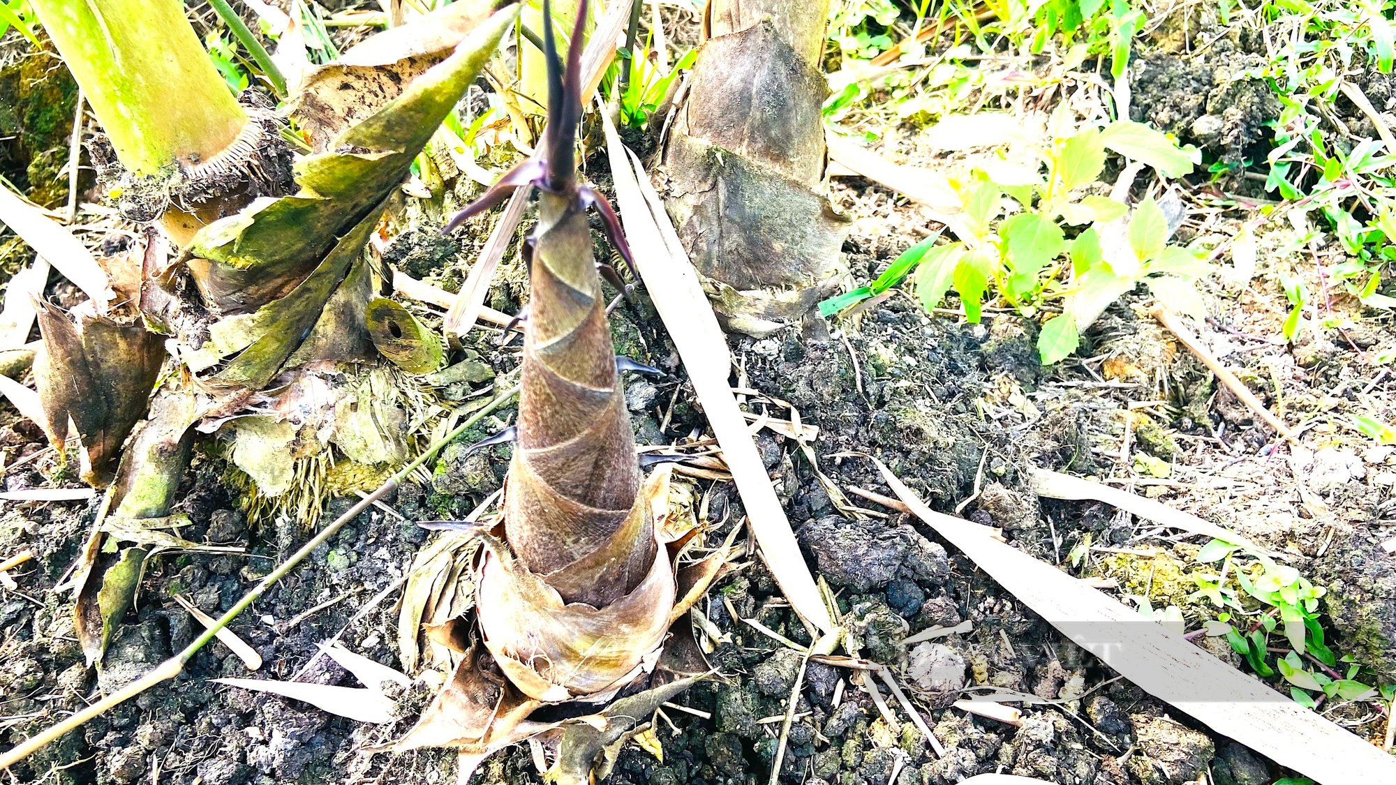 Nông dân Hà Tĩnh trồng “loại rau đặc biệt”, mọc nhọn hoắt từ dưới đất nhú lên, bán được tiền triệu - Ảnh 7.