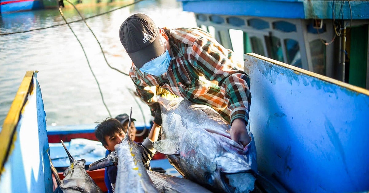 ベトナム産マグロの英国への輸出が「ますます」増加