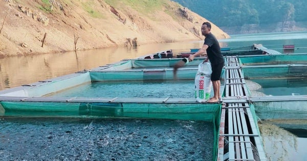 En Tuyen Quang, un multimillonario, en el lago artificial, la gente cría peces especiales en grandes cantidades y existe una cooperativa que gana 8 mil millones al año.