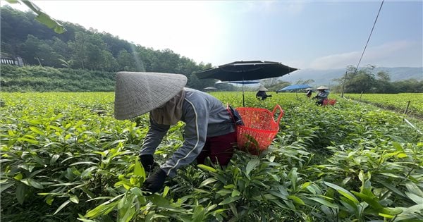 영웅의 고향 바토에서의 새로운 삶