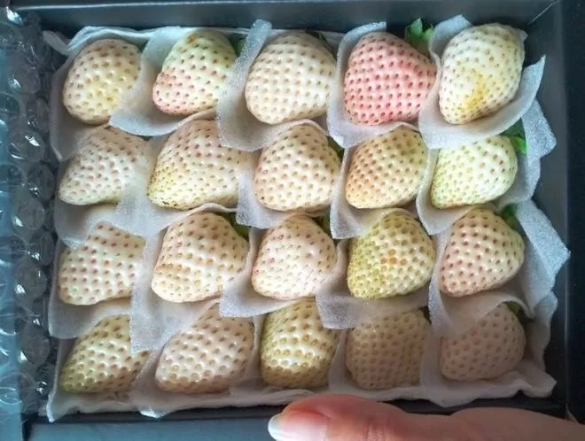 Las fresas de Blancanieves están rebosantes