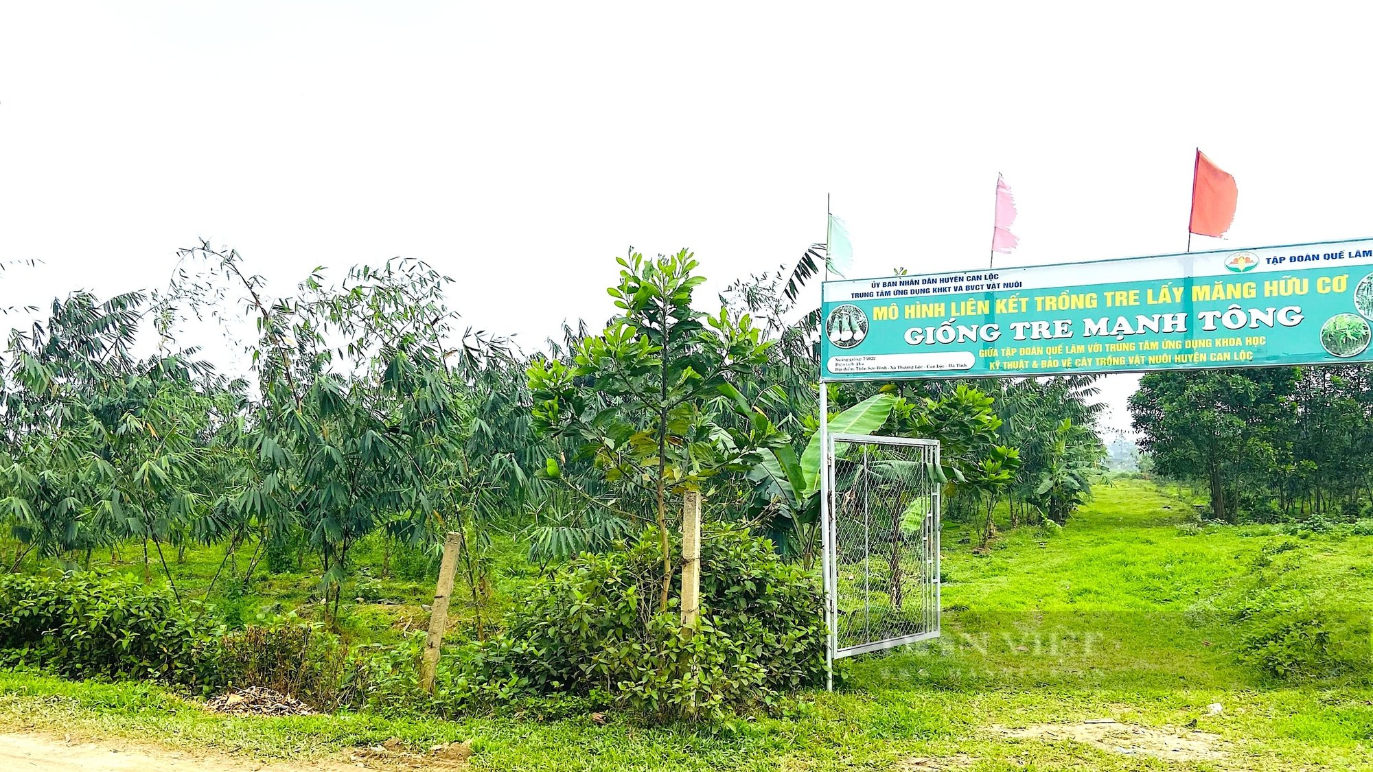 Nông dân Hà Tĩnh trồng “loại rau đặc biệt”, mọc nhọn hoắt từ dưới đất nhú lên, bán được tiền triệu - Ảnh 4.