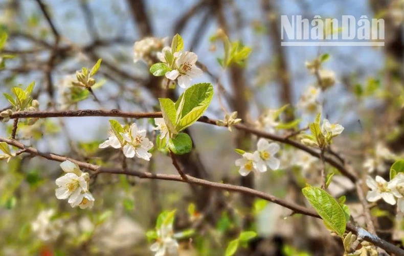 Hàng nghìn người tham dự ngày hội hoa Sơn tra xã Ngọc Chiến ảnh 6