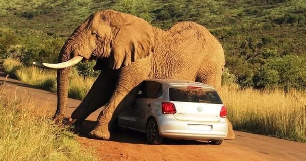 Aterrador momento en que un elefante casi aplasta un coche con personas dentro