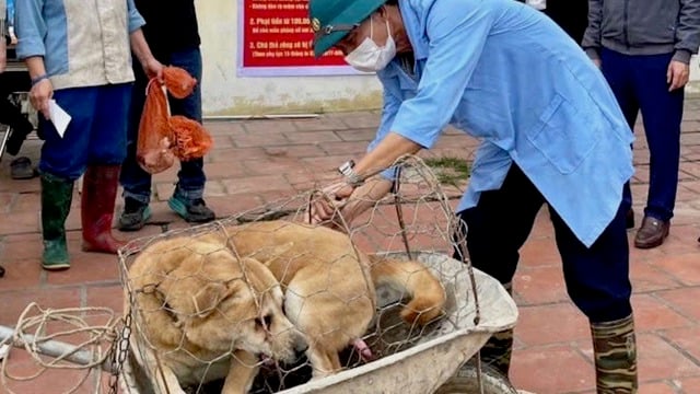 ឃុំ​ជា​ច្រើន​បាន​កត់​ត្រា​ជំងឺ​ឆ្កែ​ឆ្កួត​នៅ​ក្នុង​សត្វ​ឆ្កែ​និង​ឆ្មា តើ​ត្រូវ​ធ្វើ​យ៉ាង​ណា​ដើម្បី​ការពារ?