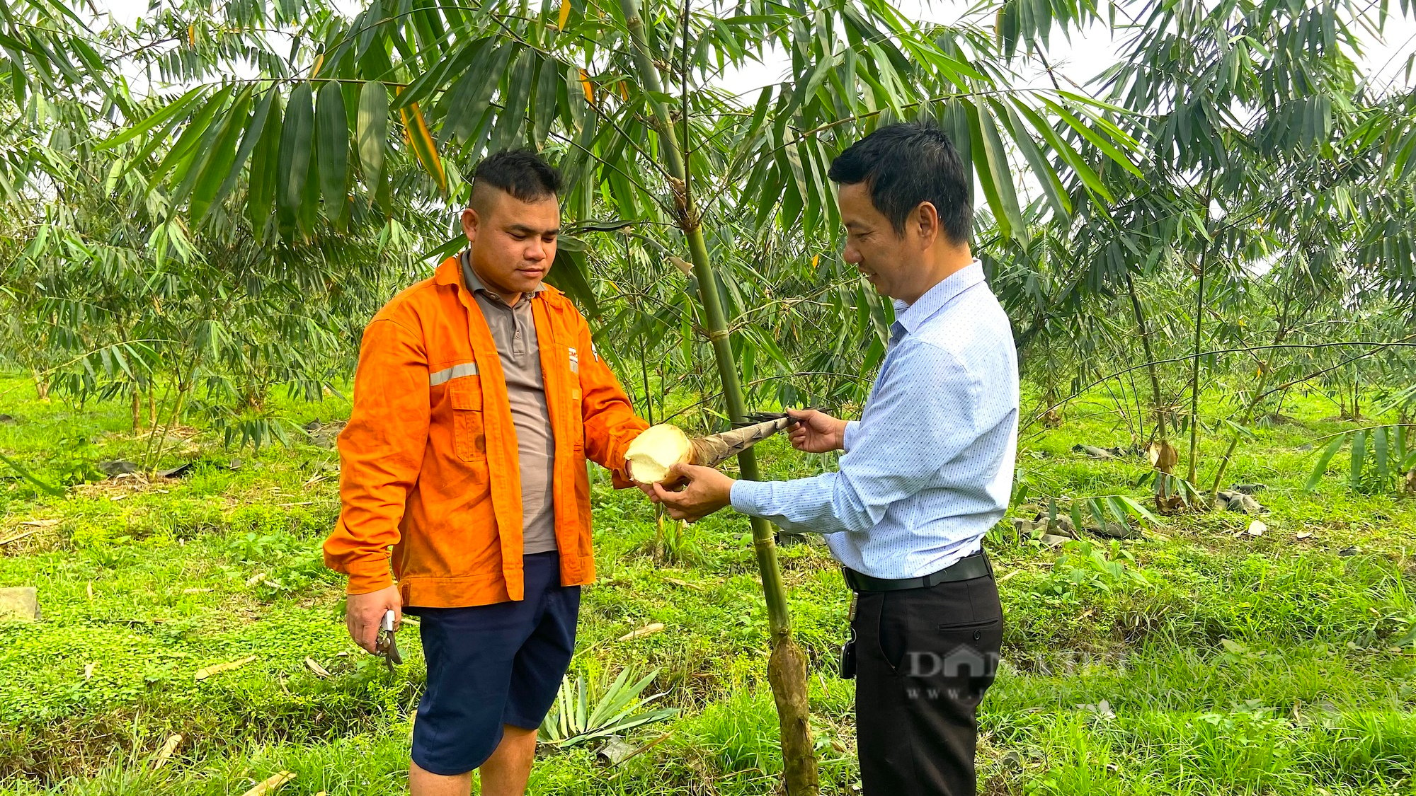 Nông dân Hà Tĩnh trồng “loại rau đặc biệt”, mọc nhọn hoắt từ dưới đất nhú lên, bán được tiền triệu - Ảnh 5.