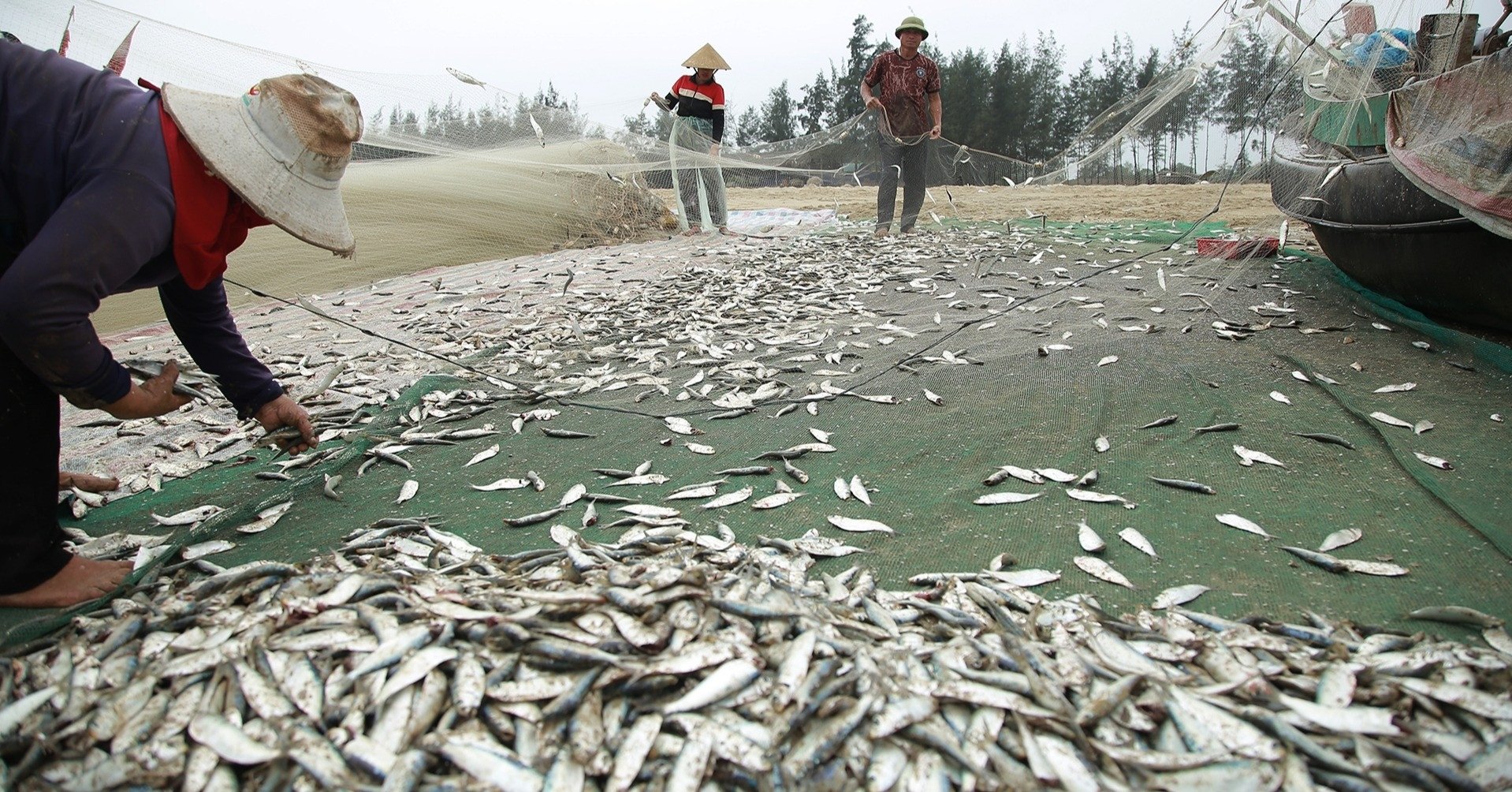 Un bateau rempli de poissons après une sortie en mer, les pêcheurs de Ha Tinh empochent 4 millions chaque jour