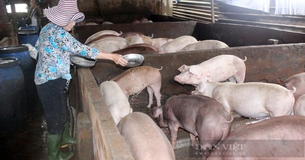 돼지값 비싸, 돼지 한마리 팔면 300~400만동 이익난다는 협동조합장 설명